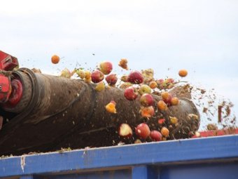 На энгельсском полигоне ТБО уничтожили тонну польских яблок и турецких абрикосов