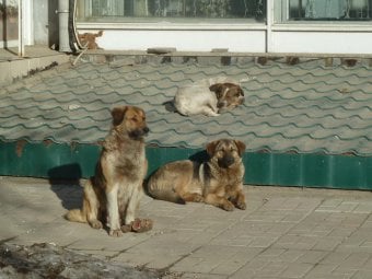 Жители поселка Юбилейный полгода просят чиновников решить проблему нападающих на детей бездомных собак