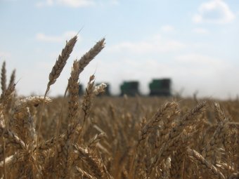 В регионе собран первый миллион тонн урожая зерновых