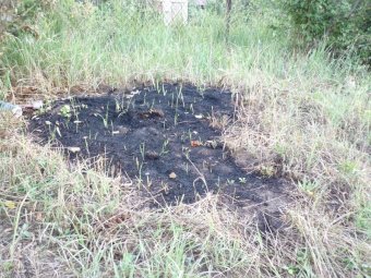 За нарушение правил пожарной безопасности в лесах саратовцам грозят крупными штрафами