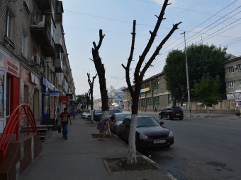 Администрация Саратова проведет экстренный брифинг после критики из-за опиловки деревьев