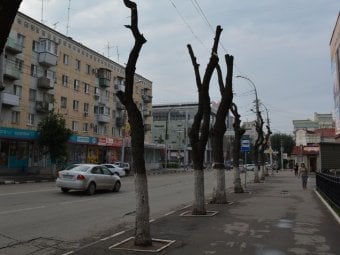 После опиловки деревьев улицу Чапаева ждет ремонт дорожного полотна