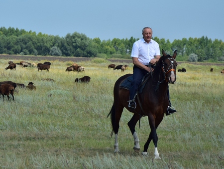 Саратовский губернатор верхом на коне осмотрел отару овец