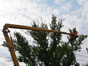 Варварская обрезка деревьев. Замглавы администрации Саратова сообщил о завершении основных работ