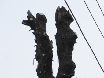 Сук дерева проткнул грудь мужчины, выпавшего из окна дома в Саратове 