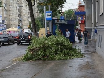 В центре Саратова продолжили проводить опиловку деревьев