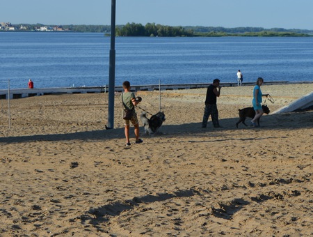 Владельцы собак используют пляжный стадион для выгула питомцев