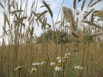 Тысяча тонн новоузенской пшеницы оказалась заражена карантинным сорняком