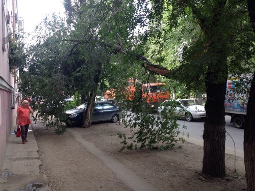 На Астраханской часть сломавшегося дерева нависала над головами прохожих 