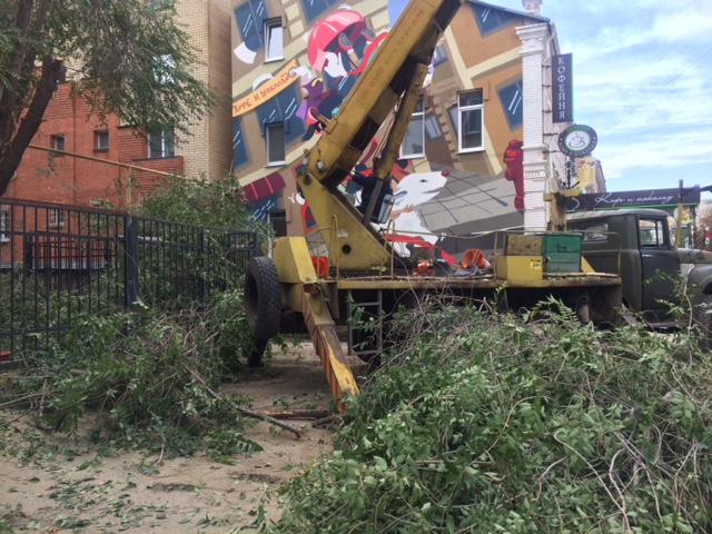 Жители: По приказу губернатора во дворе на Волжской спилили здоровое дерево 