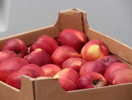 В Саратове уничтожили 156 килограммов санкционных яблок