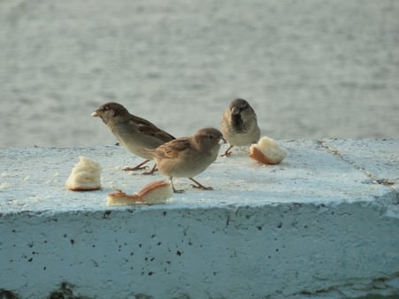 Министр экологии пригласил саратовцев покормить птиц