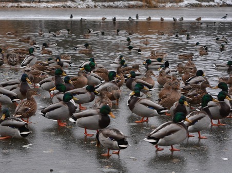 Саратовцев призывают пересчитать водоплавающих птиц на зимовке