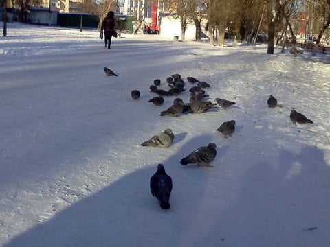 В Саратове ожидается потепление и снегопад