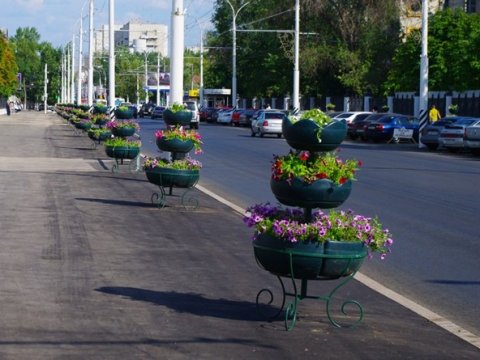 Специалисты из Голландии помогут озеленить улицу Московскую