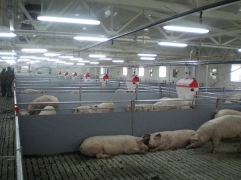 В нескольких километрах от свинокомплекса «Хвалынский» выявили очаг чумы свиней