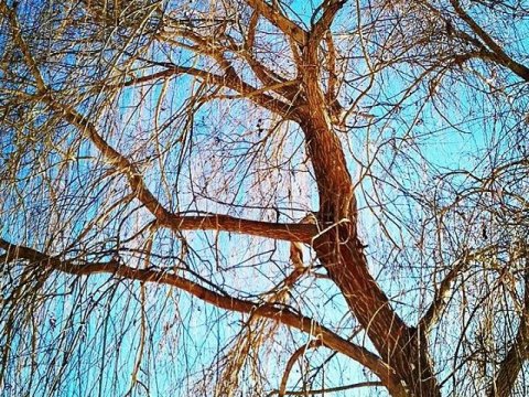 Юноша на иномарке врезался в дерево на проспекте в Саратове