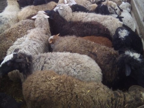 Овцы без документов не смогли покинуть Саратовскую область