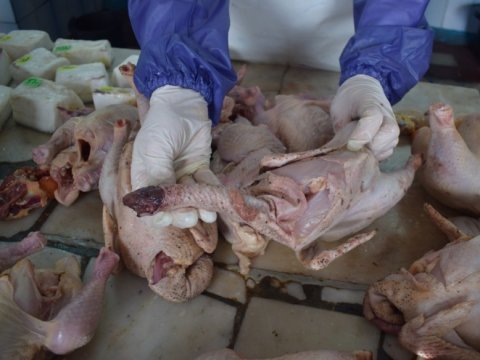 В Энгельсе изъяли опасное сало и разлагающуюся курятину