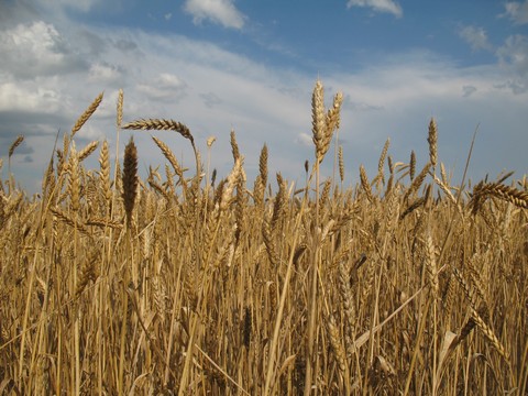 За год в области хотят вырастить 4,3 миллиона тонн зерна