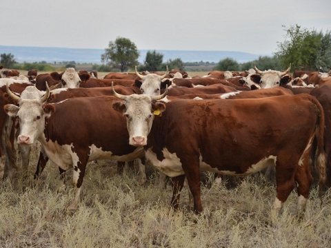 В регионе поголовье крупного рогатого скота за пять лет снизилось на треть