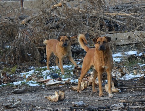 Саратовские дорожники поймали полтысячи бродячих собак
