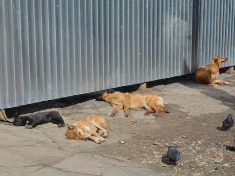 В Саратове поймали почти 800 бездомных собак
