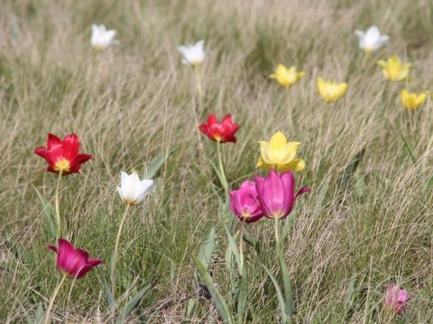 В Саратовской области проходит второй фестиваль тюльпанов
