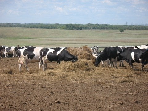 Саратовский фермер выдал сарай за мясную ферму