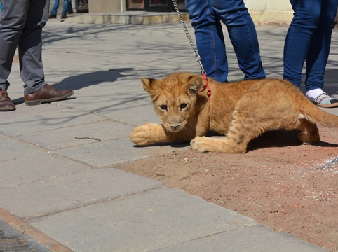 В Энгельсе суд запретил выгуливать львов