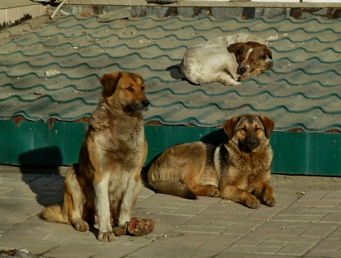 В Саратове за неделю отловили и стерилизовали 52 бродячих собаки
