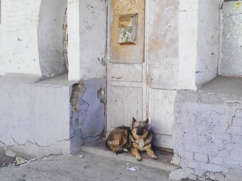 После нападения на девочку в Вольске отловят бродячих собак
