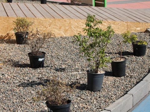 Возле «пирамиды урбанизации» на Привокзальной площади засыхают растения