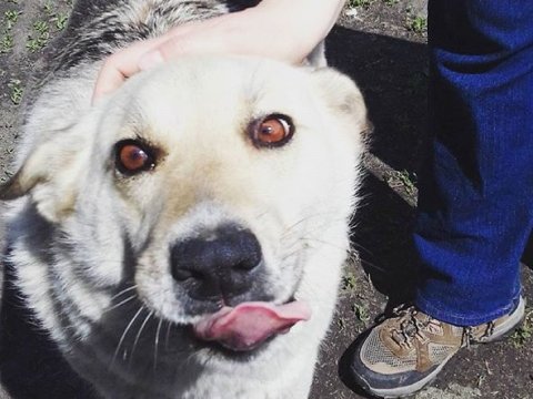 В Саратове за неделю отловили 71 бездомную собаку