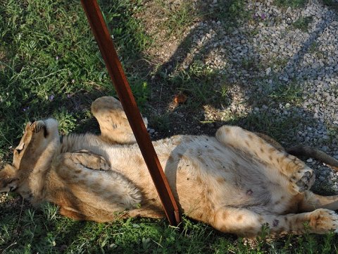 Энгельсскую львицу Майю передадут в крымский зоопарк