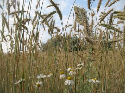 Россельхознадзор изъял из оборота еще 1850 тонн саратовской пшеницы