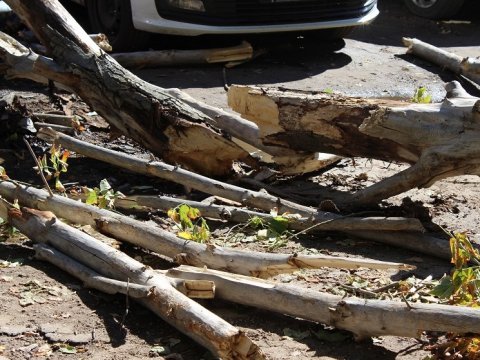 Упавшее дерево обещают вывезти с Новоастраханского шоссе до завтра