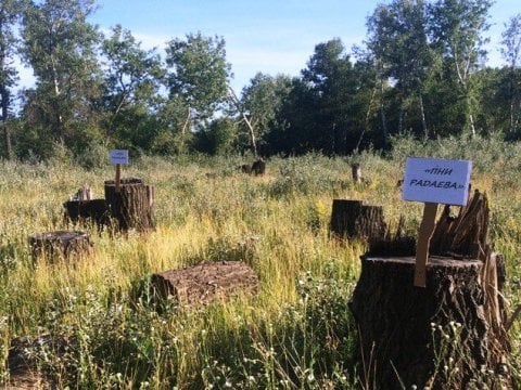 Саратовские коммунисты начали экологическую акцию «Пни Радаева»