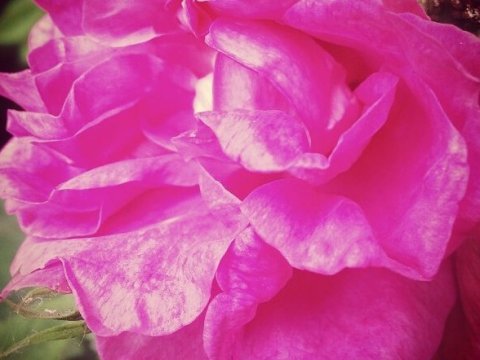 В Аткарске предложено проводить фестиваль роз