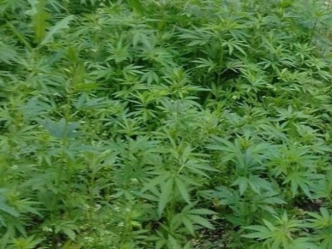 В Саратове полицейские скосили 20 квадратных метров конопли