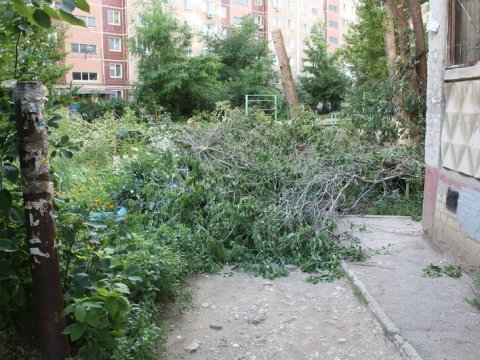 В Солнечном несколько деревьев остались без крон