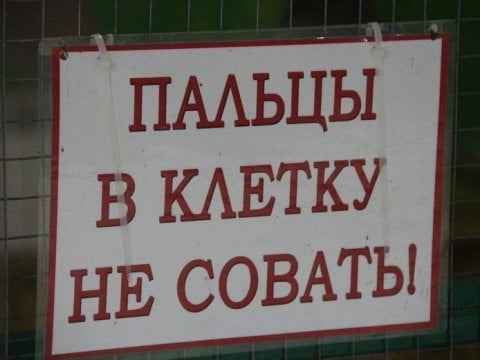 В Саратове инициировали кампанию по закрытию контактного зоопарка «Мадагаскар»