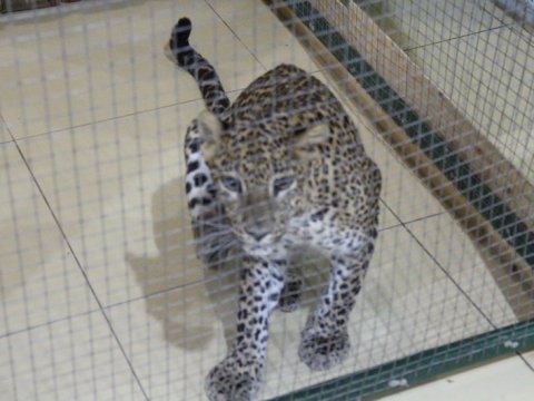 После нападения леопарда на девочку в саратовском зоопарке возбуждено дело