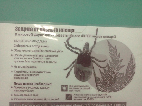 За полтора месяца полсотни саратовцев пострадали от клещей