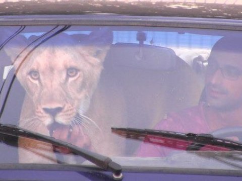 Львицу Майю из Энгельса отвезли в пензенский зоопарк