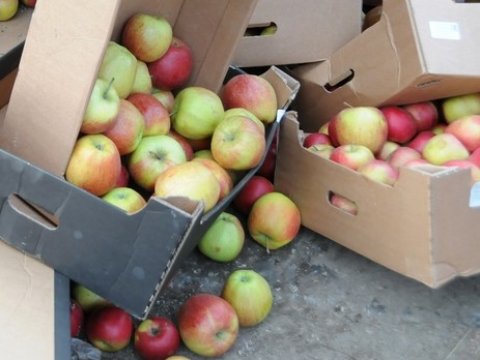 На саратовском рынке изъяли 1,5 тонны санкционных яблок