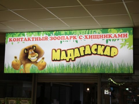 Нападение леопарда на ребенка. Задержан гендиректор «Мадагаскара»