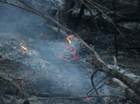Под Саратовом выгорело восемь гектаров леса