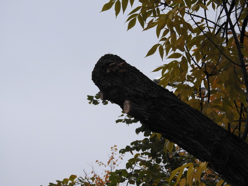 Завтра в «Липках» будут восстанавливать грубо опиленные деревья