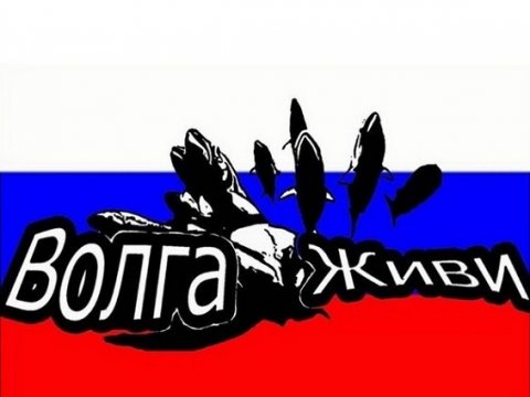 Саратовские любители подводной охоты выпустят в Волгу тонну мальков